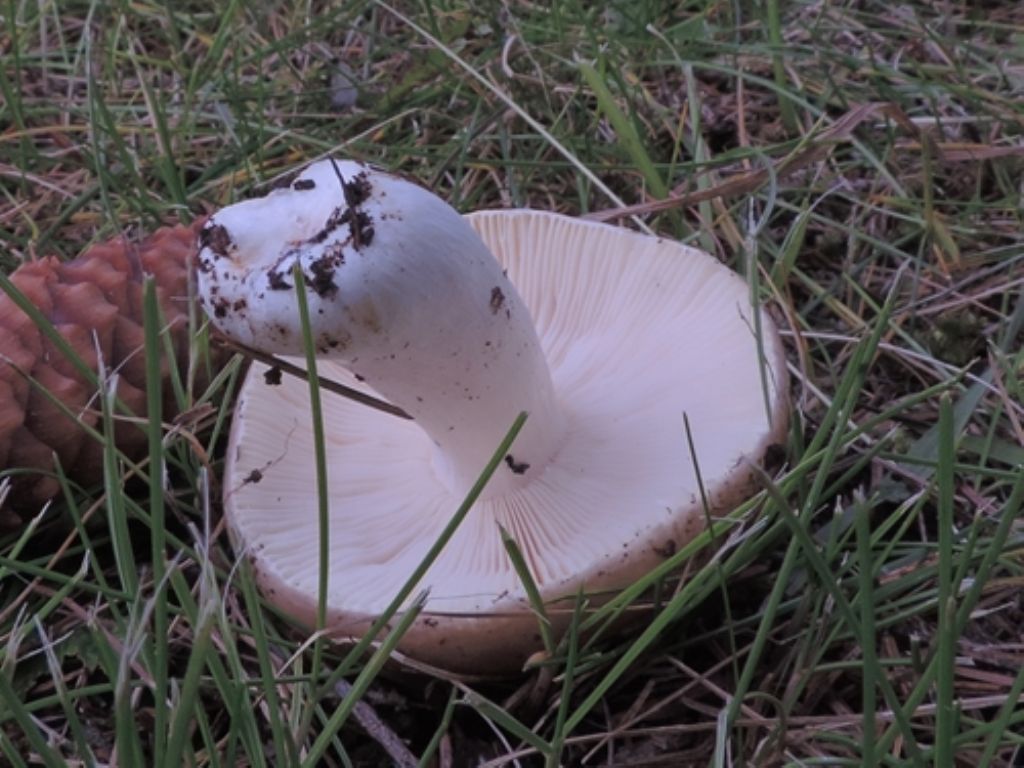 Russula da id.
